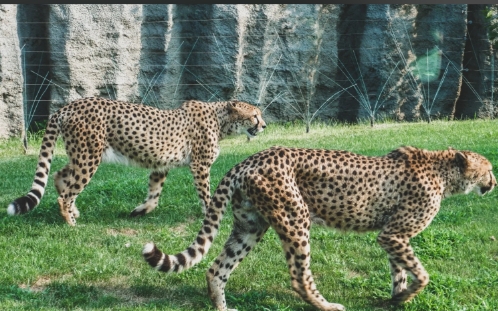 北京野生動物園智能導覽系統(tǒng)開發(fā)公司1.png