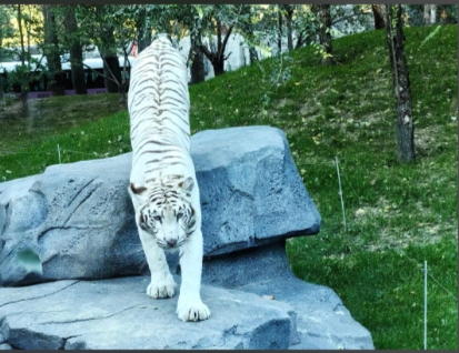 北京大興野生動物園 OTA 對接分銷系統開發公司.png