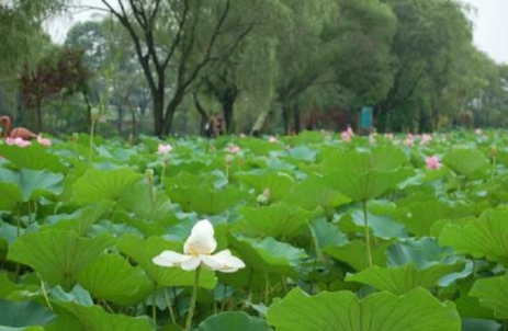 大連千年古蓮園景區票務系統開發公司1.png