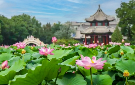 大連千年古蓮園景區綜合業態管理系統多少錢.png