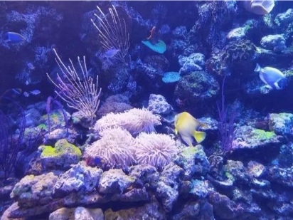 大連老虎灘海洋公園多業態管理系統多少錢1.png